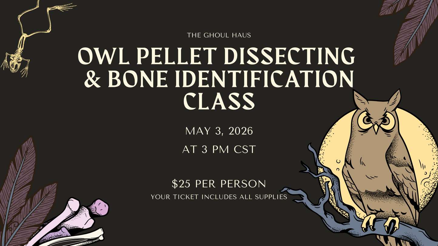 Owl Pellet Dissecting & Bone Identification Class