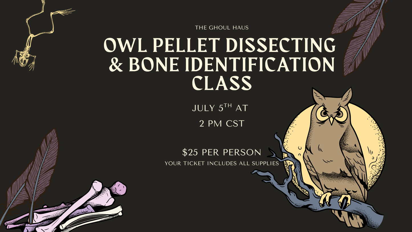 Owl Pellet Dissecting & Bone Identification Class - JULY