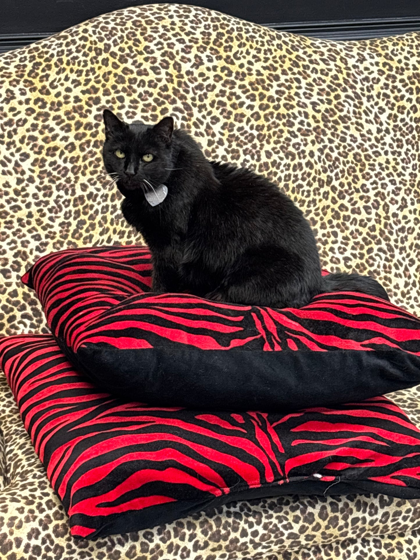 Quasi Black Cat Care Donation Sticker