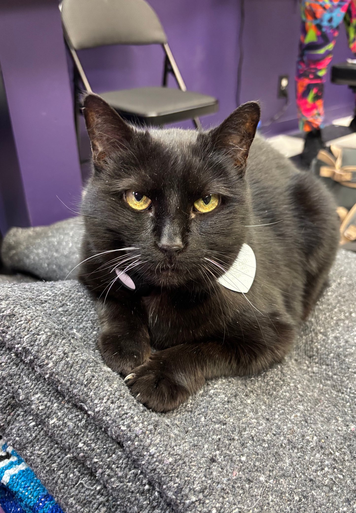 Quasi Black Cat Care Donation Sticker