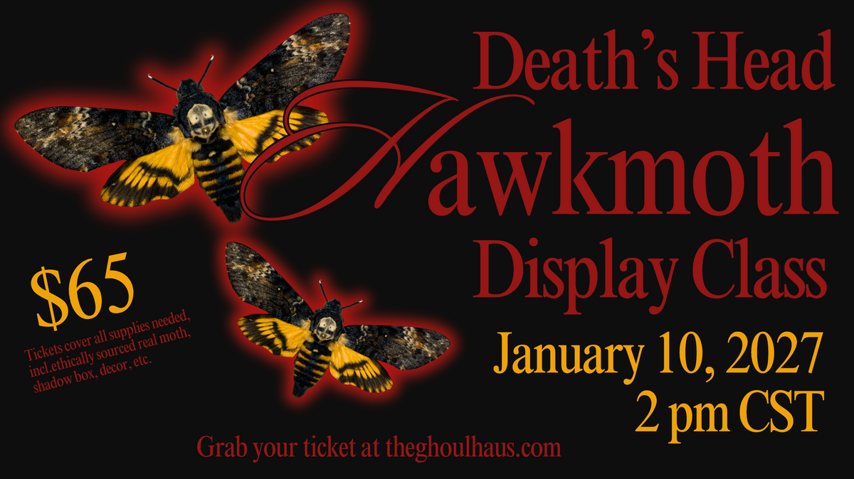Death's Head Hawkmoth Display Class